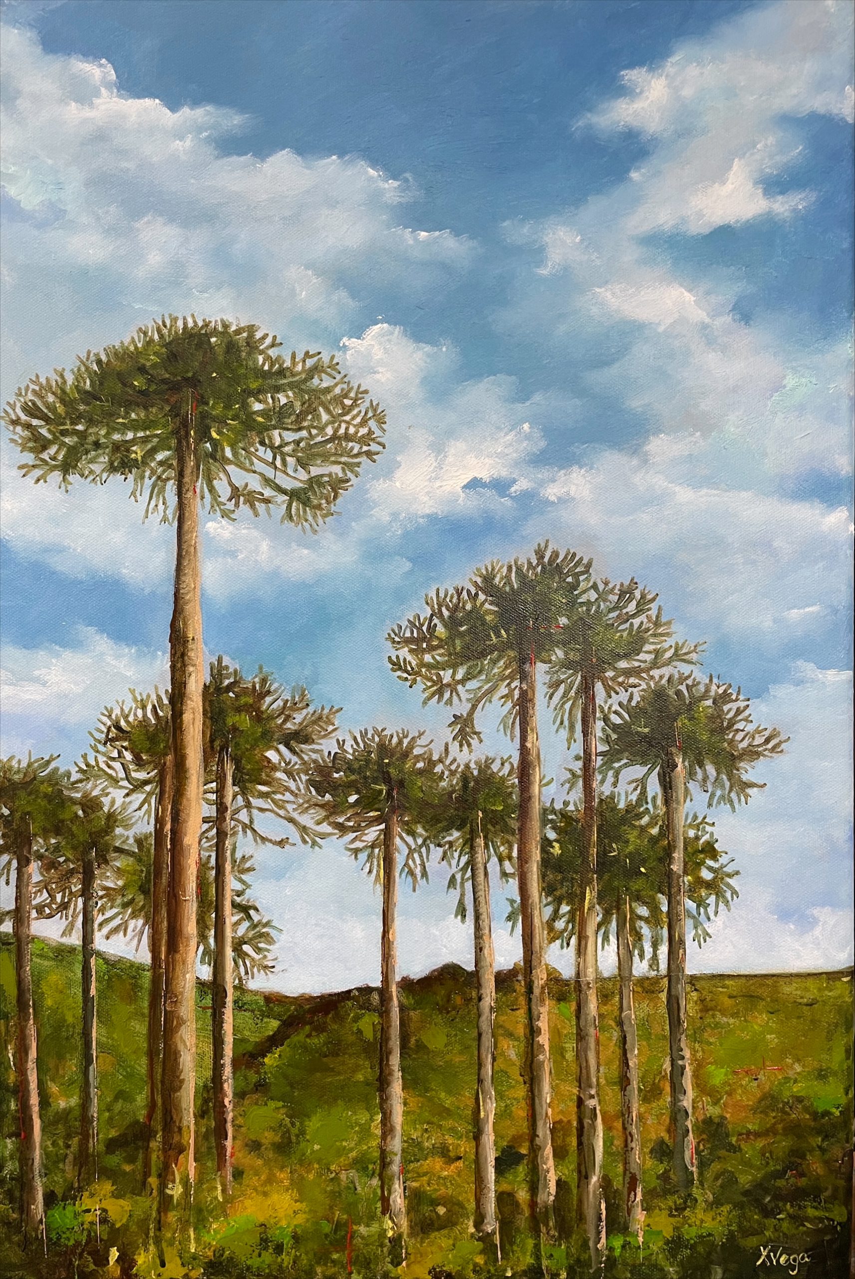 Araucarias