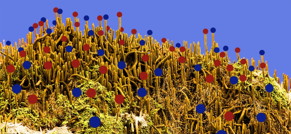 Cactus 50x108