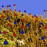 Cactus 50x108